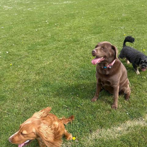 Three of the pack taking a breather on the grass