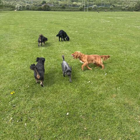 The pack playing off-lead