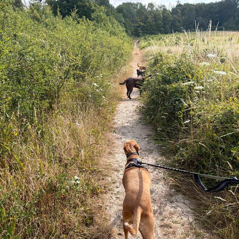 Heading up the trail, dogs out front